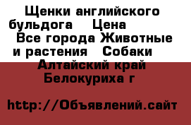 Щенки английского бульдога  › Цена ­ 60 000 - Все города Животные и растения » Собаки   . Алтайский край,Белокуриха г.